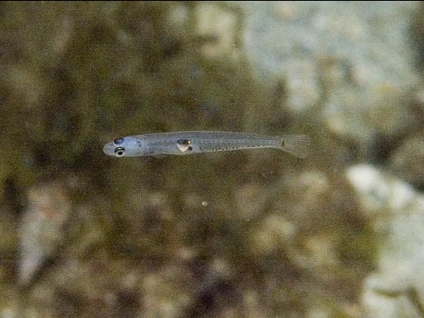 Crystallogobius linearis (Ghiozzo cristallino)